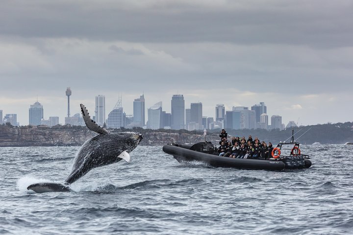 Sydney Whale-Watching by Speed Boat - Restaurants Sydney